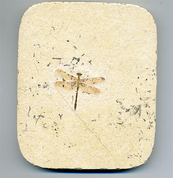 Insekten aus der Santana-Formation