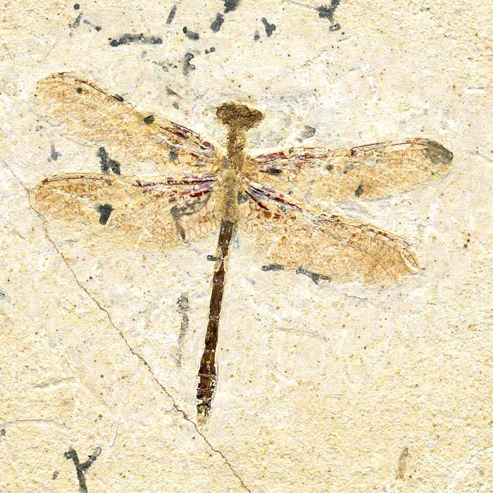 Insekten aus der Santana-Formation