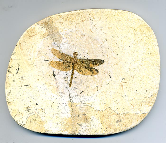 Insekten aus der Santana-Formation