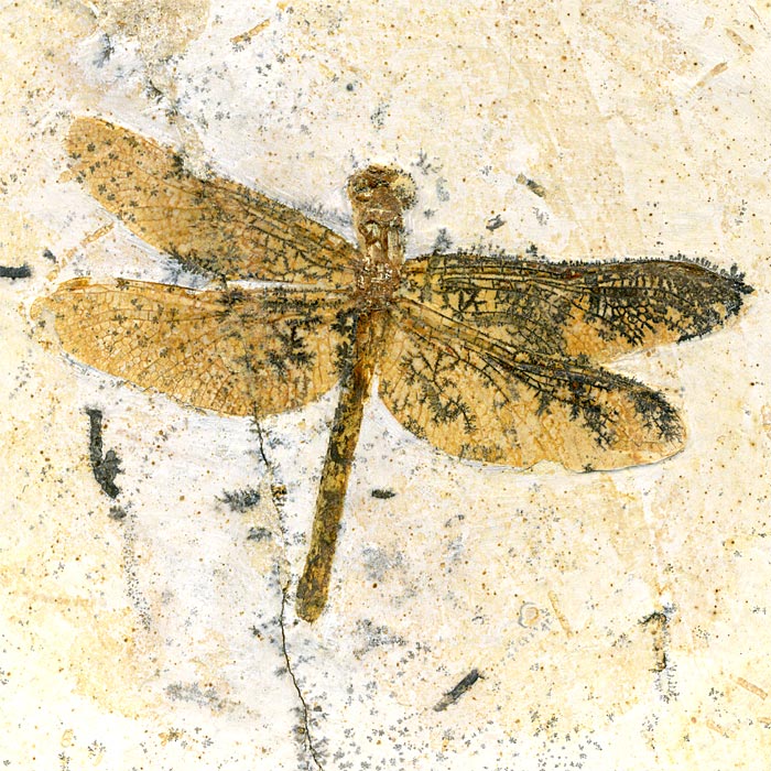 Insekten aus der Santana-Formation