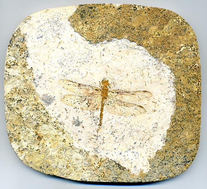 Insekten aus der Santana-Formation