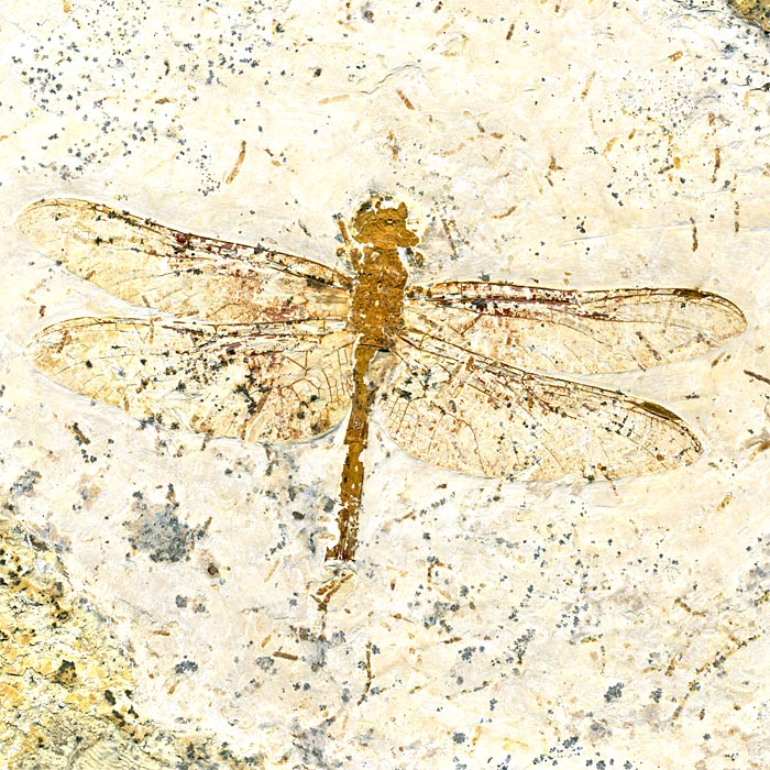Insekten aus der Santana-Formation