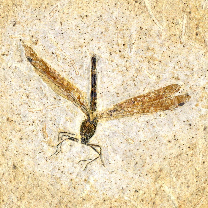 Insekten aus der Santana-Formation