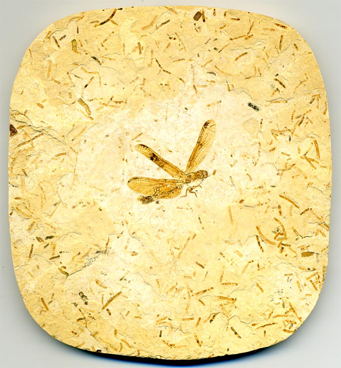 Insekten aus der Santana-Formation