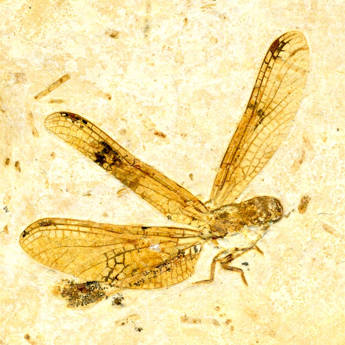 Insekten aus der Santana-Formation