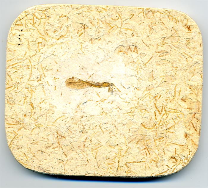 Insekten aus der Santana-Formation
