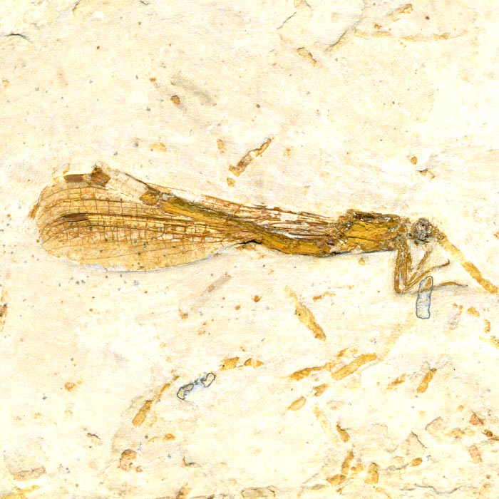 Insekten aus der Santana-Formation