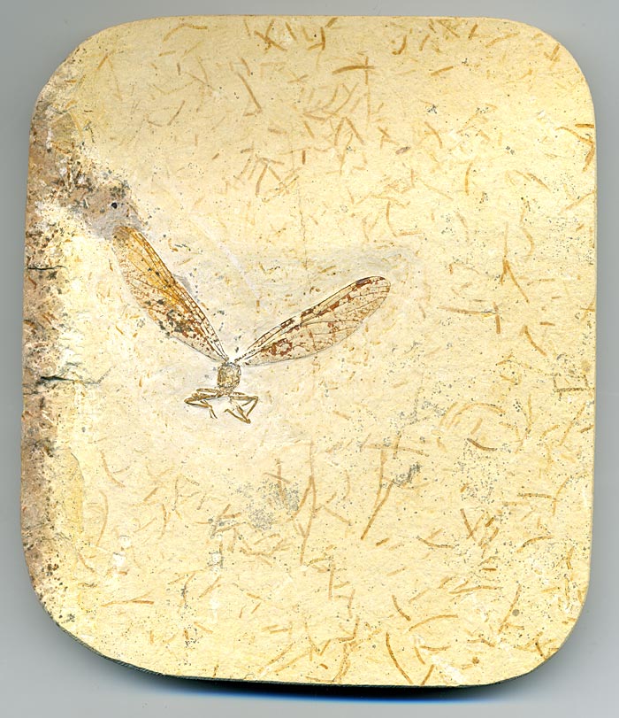 Insekten aus der Santana-Formation