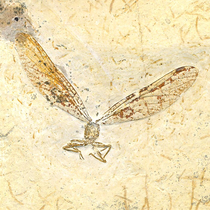 Insekten aus der Santana-Formation