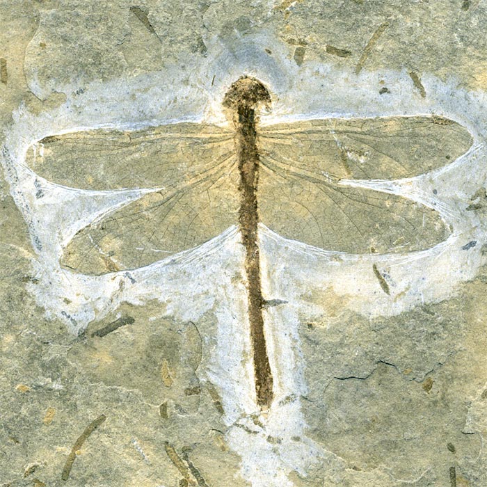 Insekten aus der Santana-Formation