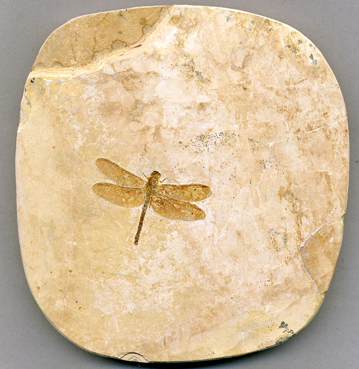 Insekten aus der Santana-Formation