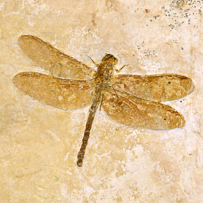Insekten aus der Santana-Formation