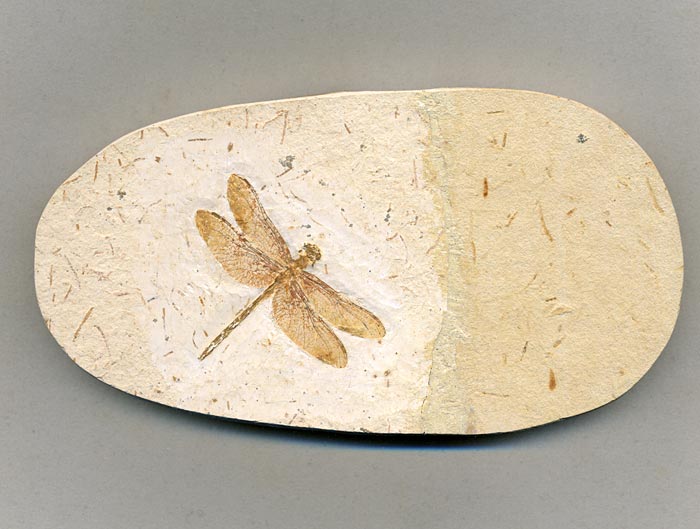 Insekten aus der Santana-Formation