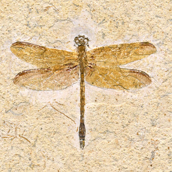 Insekten aus der Santana-Formation