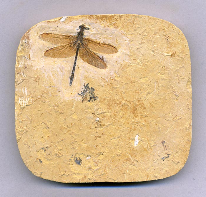Insekten aus der Santana-Formation