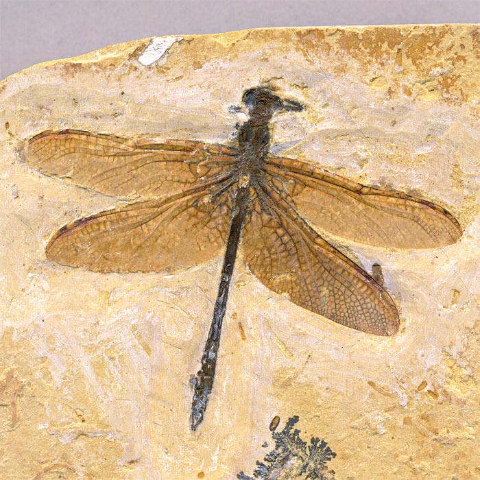 Insekten aus der Santana-Formation