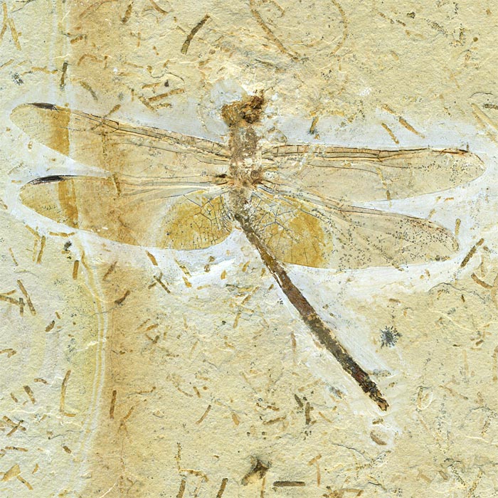 Insekten aus der Santana-Formation