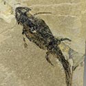 Urlurche aus dem Perm: Branchiosaurier, Sclerocephalus