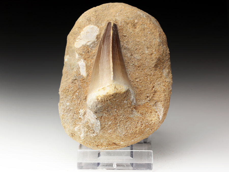 Mosasauriezahn aus der Kreidezeit