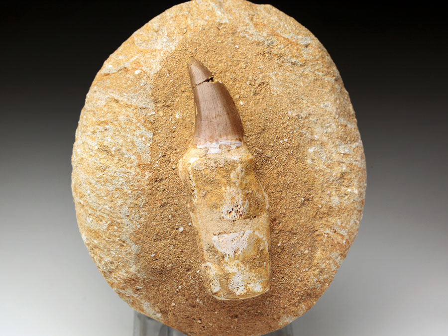 Mosasauriezahn aus der Kreidezeit