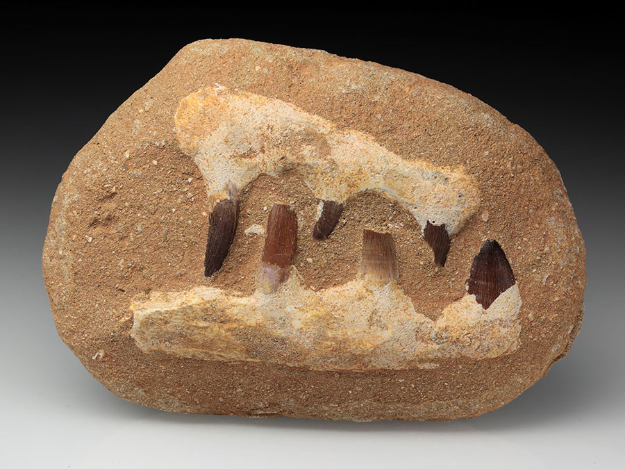 Mosasaurierkiefer aus der Kreidezeit