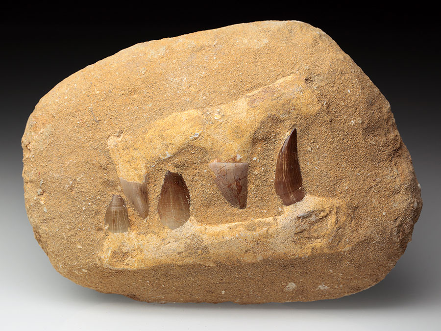 Mosasaurierkiefer aus der Kreidezeit