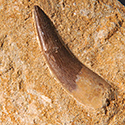 Plesiosaurier-Zahn aus Marokko