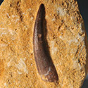 Plesiosaurier-Zahn aus Marokko