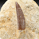 Plesiosaurierzhne aus Marokko