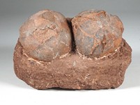 2 Hadrosaurier-Eier