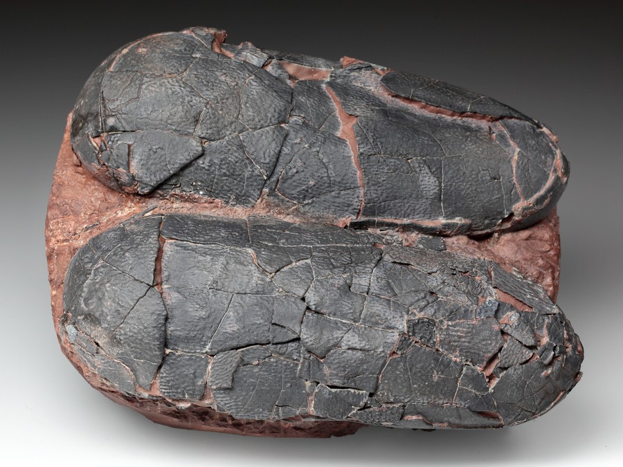 2 Oviraptor-Eier