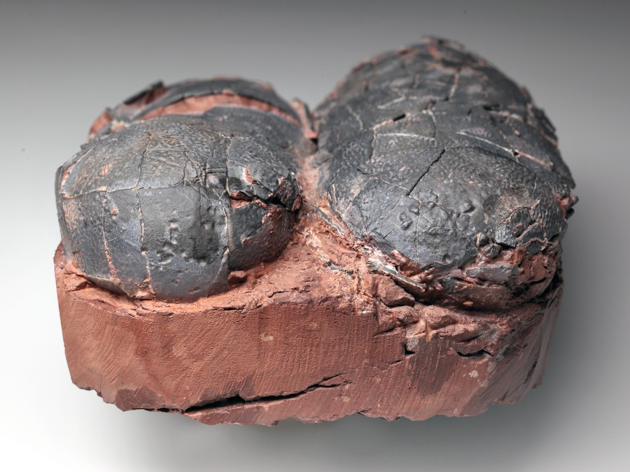 2 Oviraptor-Eier