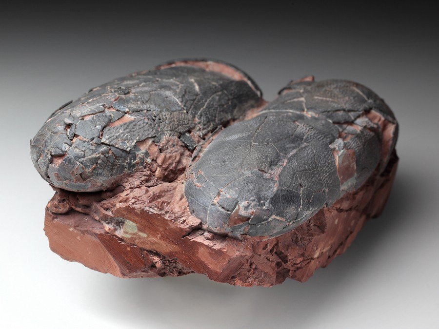 2 Oviraptor-Eier