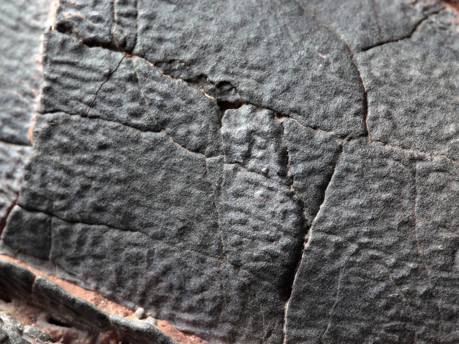 2 Oviraptor-Eier
