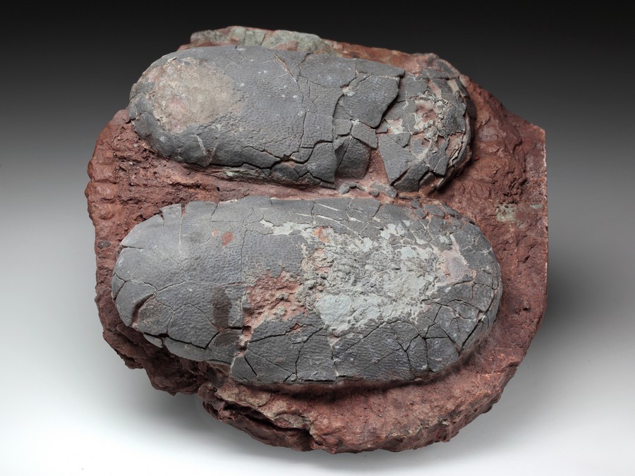 2 Oviraptor-Eier