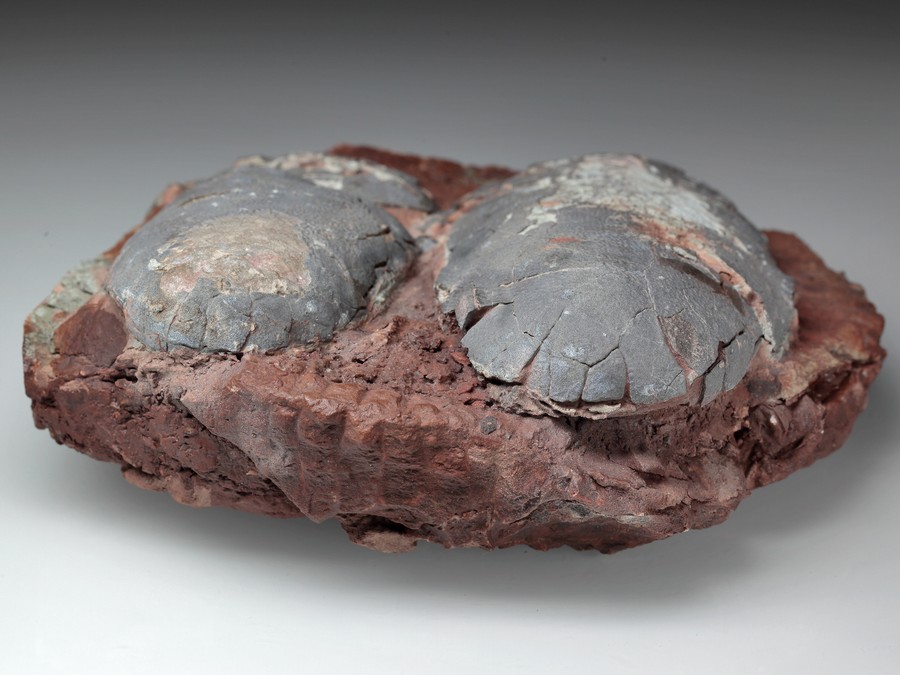 2 Oviraptor-Eier