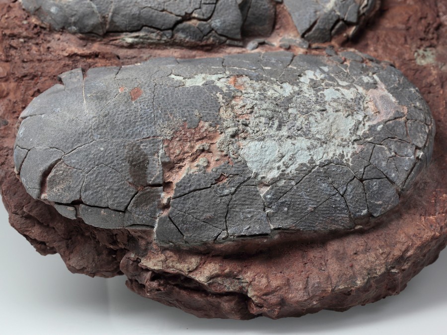 2 Oviraptor-Eier