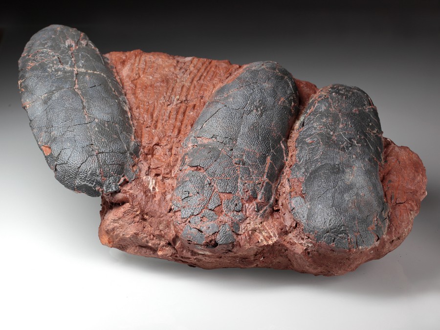 3 Oviraptor-Eier