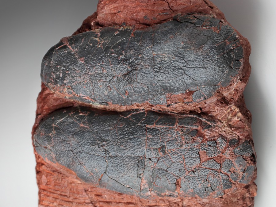 3 Oviraptor-Eier
