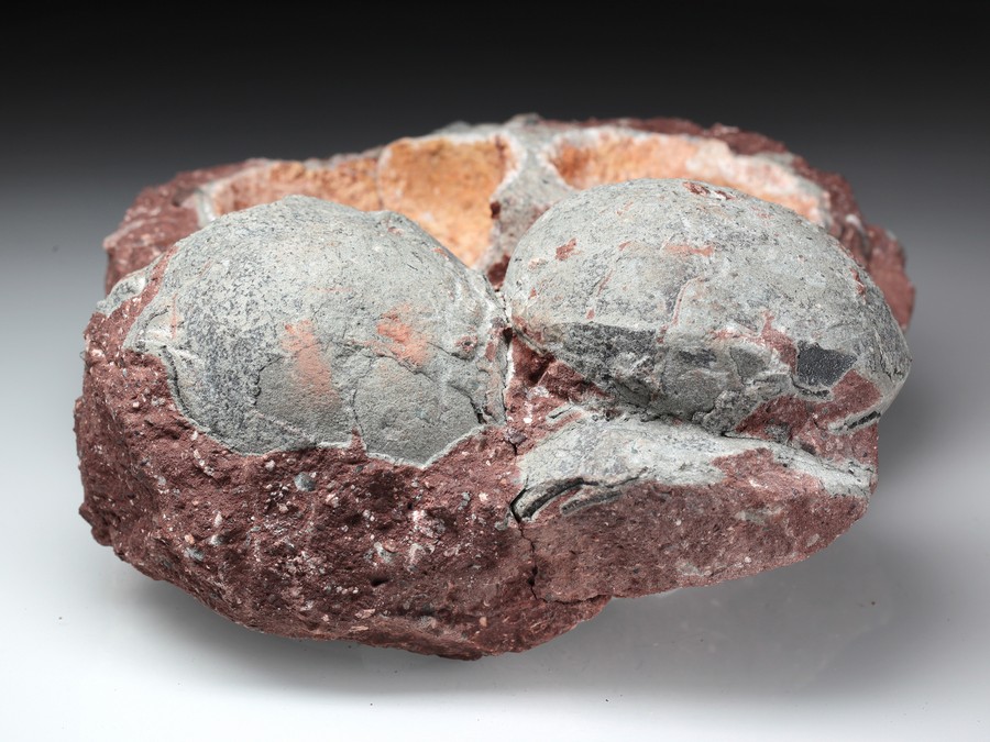 4 Hadrosaurier-Eier