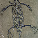 Schwimmsaurier aus China, Keichosaurier