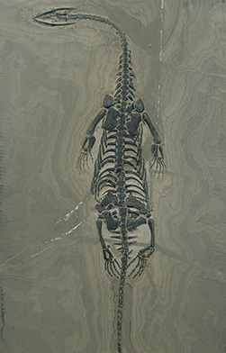 Schwimmsaurier aus China, Keichosaurier