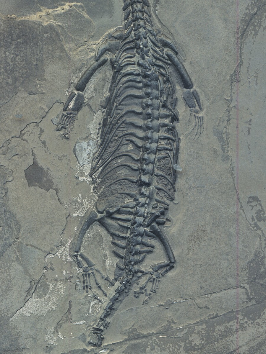 Keichosaurus hui 