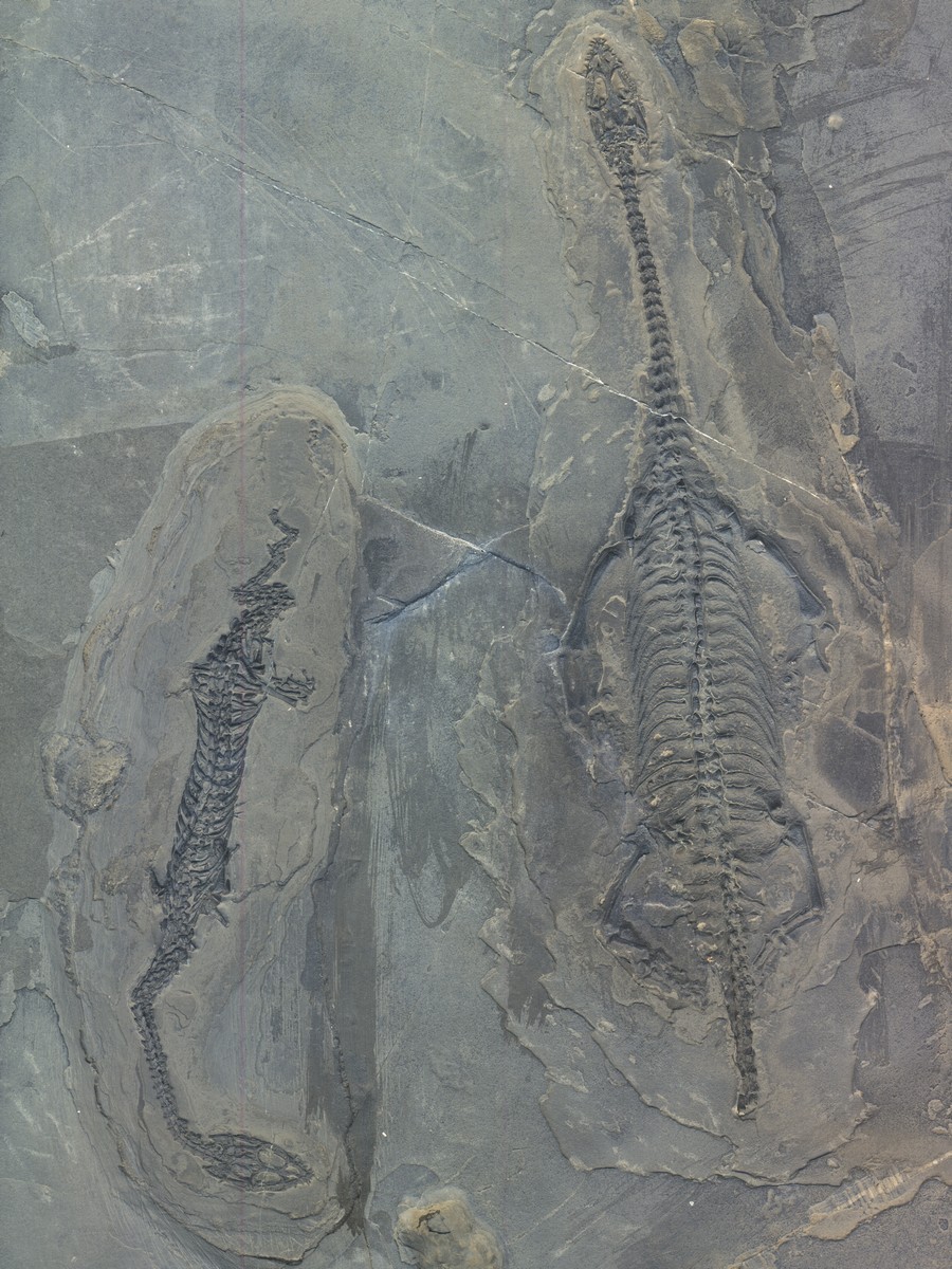 2 Keichosaurus hui 