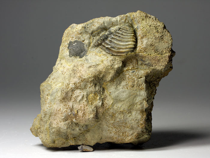 Trigonia (Dreiecksmuschel) aus Sengenthal