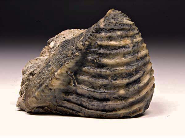 Trigonia (Dreiecksmuschel) aus Sengenthal