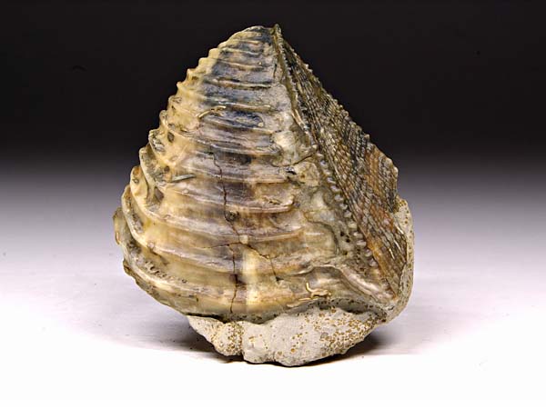 Trigonia (Dreiecksmuschel) aus Sengenthal