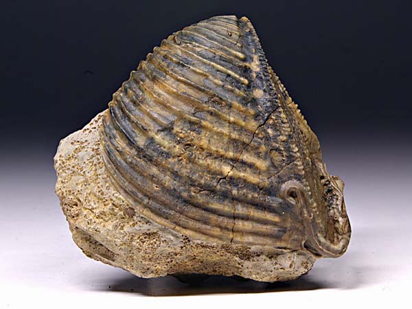 Trigonia (Dreiecksmuschel) aus Sengenthal