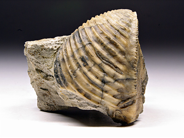 Trigonia (Dreiecksmuschel) aus Sengenthal