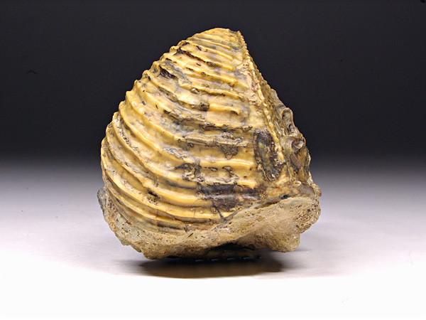 Trigonia (Dreiecksmuschel) aus Sengenthal